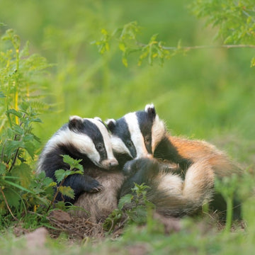 European Badger BBC Springwatch Range Blank Greeting Card