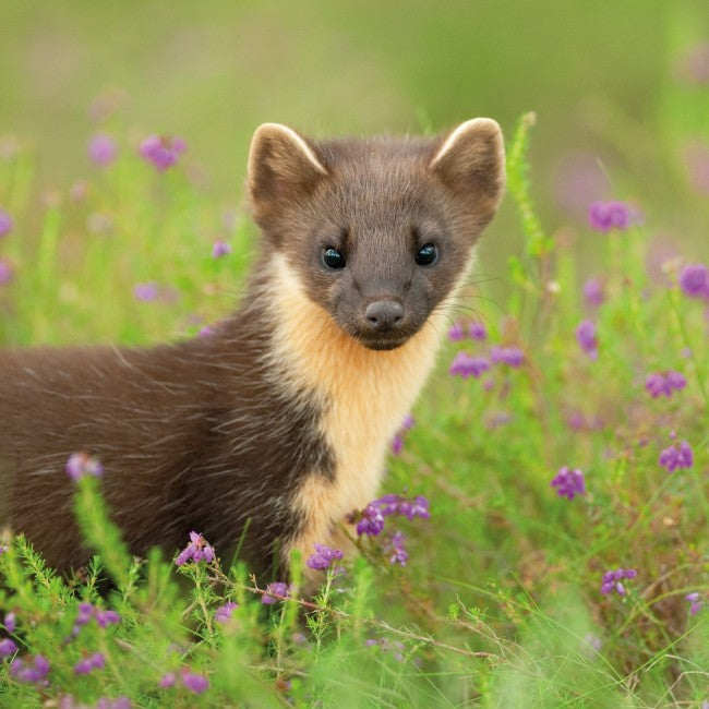 Pine Marten Kit, Caledonian Forest, Scottish Highlands, BBC Springwatch Range Blank Greeting Card