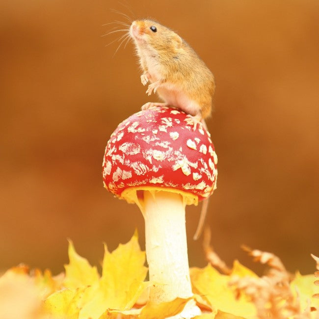 Harvest Mouse on Fly Agaric BBC Springwatch Range Blank Greeting Card