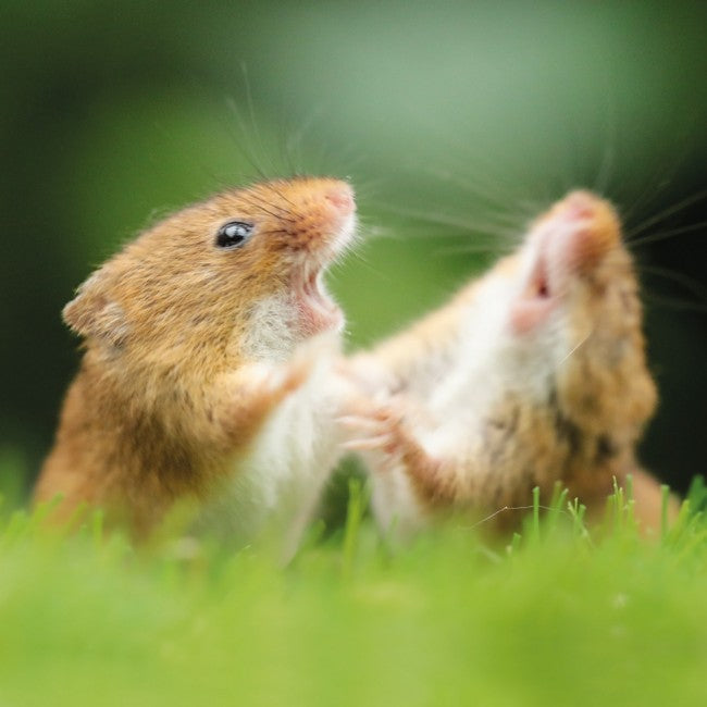 Harvest Mice on Grass BBC Springwatch Range Blank Greeting Card