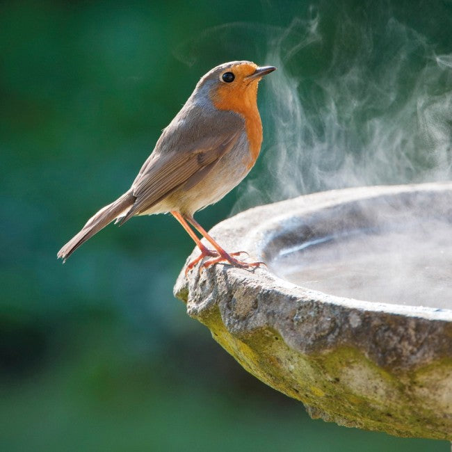 European Robin BBC Springwatch Range Blank Greeting Card