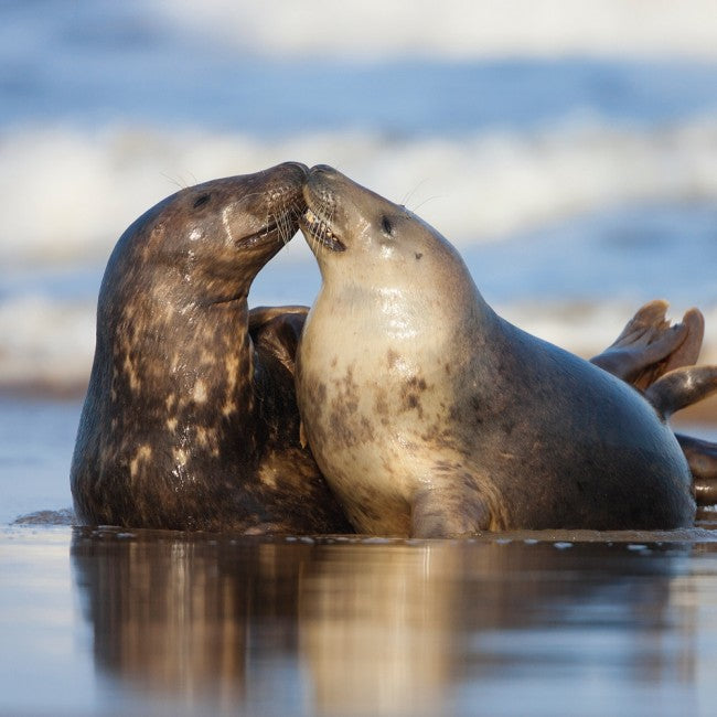 Grey Seals BBC Springwatch Range Blank Greeting Card