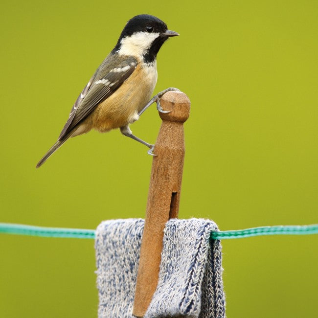 Coal Tit BBC Springwatch Range Blank Greeting Card