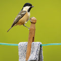 Coal Tit BBC Springwatch Range Blank Greeting Card