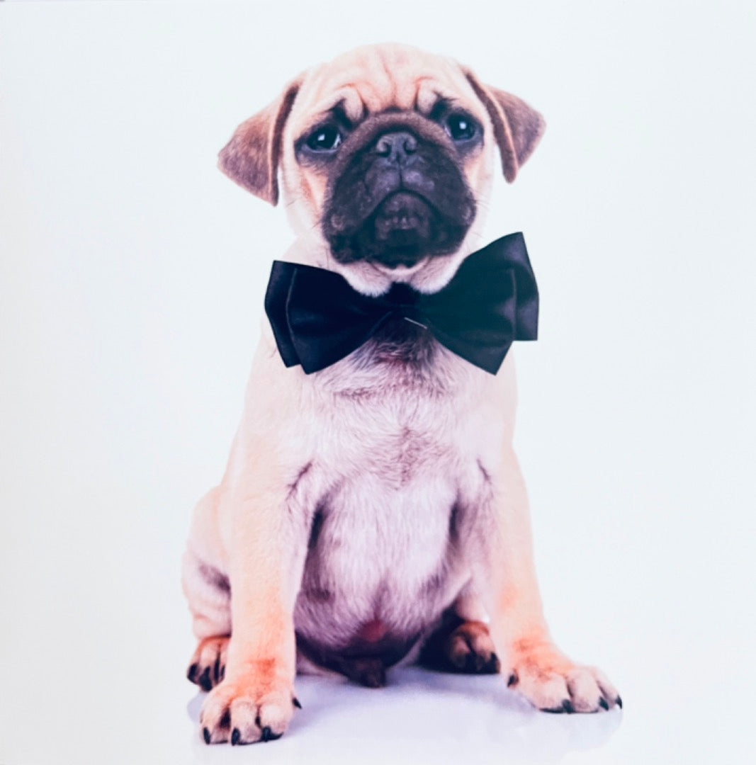 Smart Pug Dog With Bowtie Blank Greeting Card for any Occasion