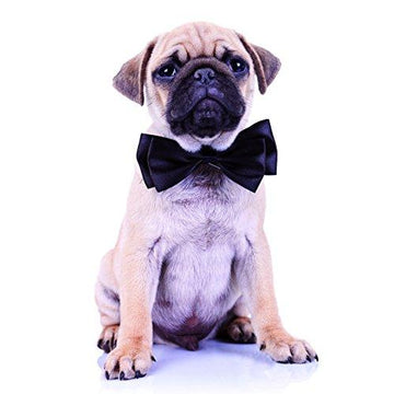 Smart Pug Dog With Bowtie Blank Greeting Card for any Occasion