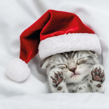 Cosy Kitten in Santa Hat Sleeping Photographic - 6 Charity Christmas Cards Pack