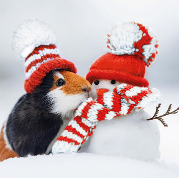 Guinea Pig & Snowman Festive Friends Photographic 6 Charity Christmas Cards Pack
