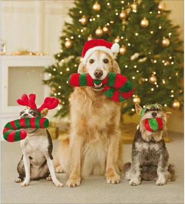 Festive Dogs Best Friends Photographic Pack of 5 Charity Christmas Cards - Supporting Age UK, British Heart Foundation, Marie Curie and Mind - Made in the UK - Eco-Friendly