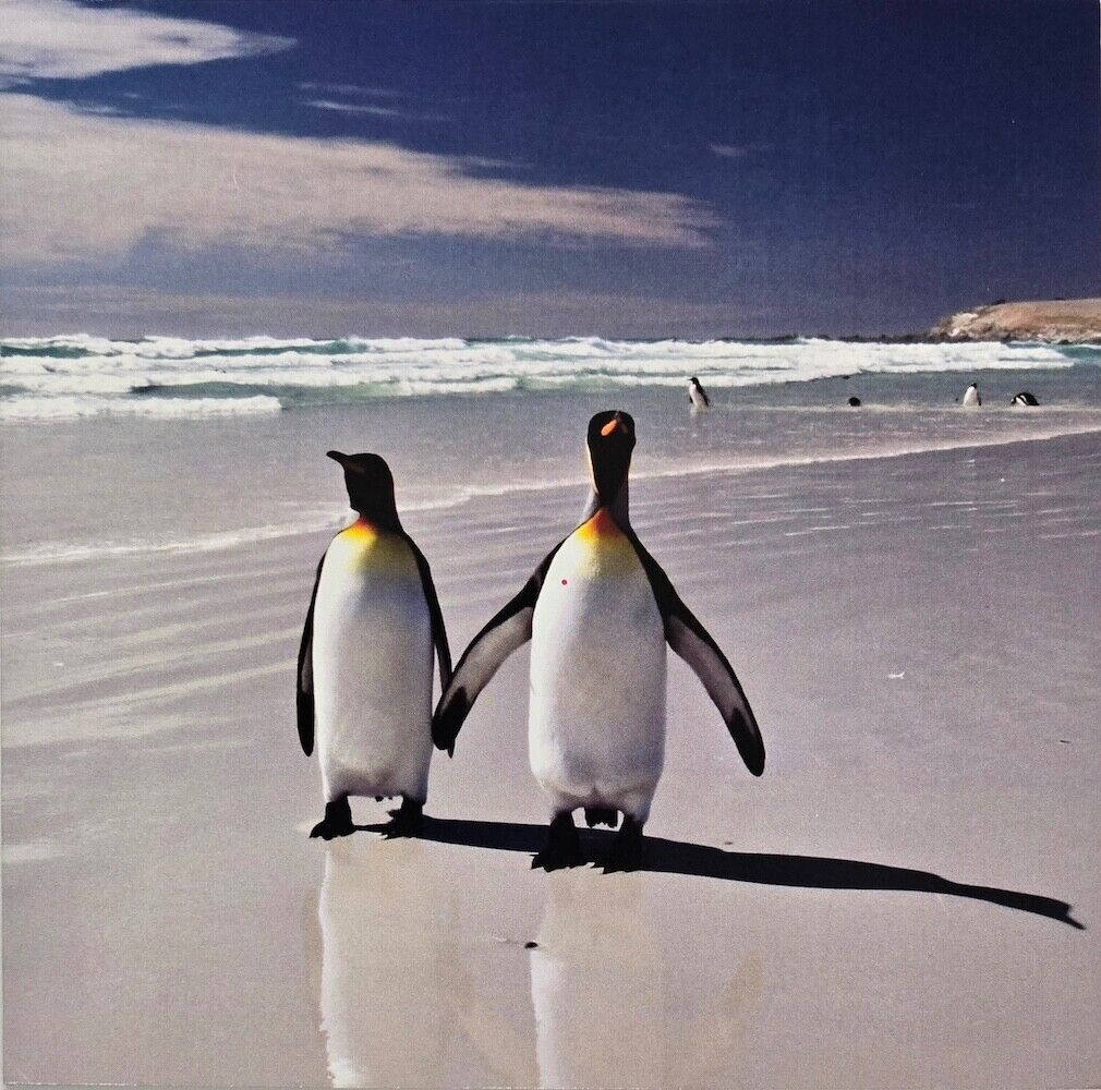 Penguin Couple Walking long the Beach Photographic Snapshot Blank Greeting Card
