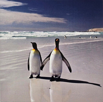 Penguin Couple Walking long the Beach Photographic Snapshot Blank Greeting Card