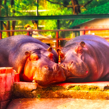 Two Hippos in Love Hippopotamus Couple Photo Art Valentine's Day Card