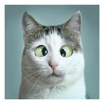 Meow Get Ready I Got the Zoomies Fun Photographic Cat Lovers Blank Greeting Card