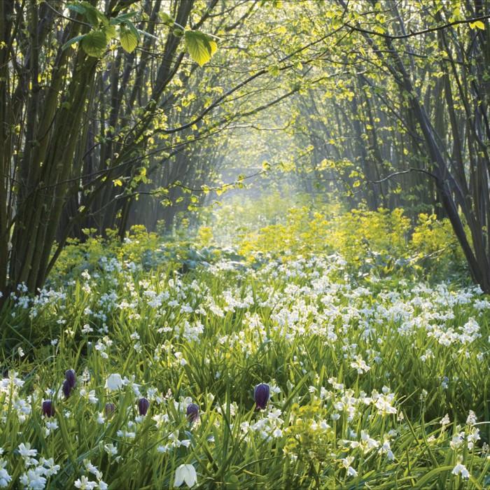 Woodmansterne National Trust - Sissinghurst Castle Garden near Cranbrook Kent - Blank Greeting Card - 255267