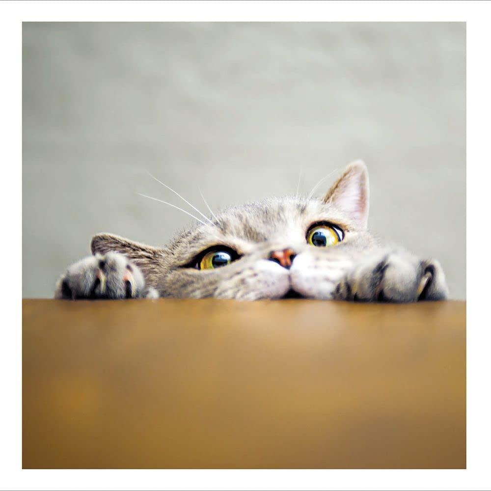 Peekaboo Funny Cat Humorous Cattitude Blank Greeting Card for Any Occasion