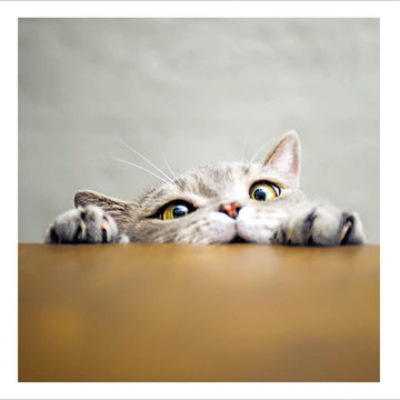 Peekaboo Funny Cat Humorous Cattitude Blank Greeting Card for Any Occasion