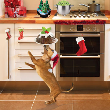 Festive Dachshund in Santa Hat Balancing Xmas Pudding 5 Charity Christmas Cards - Premium Photographic Art