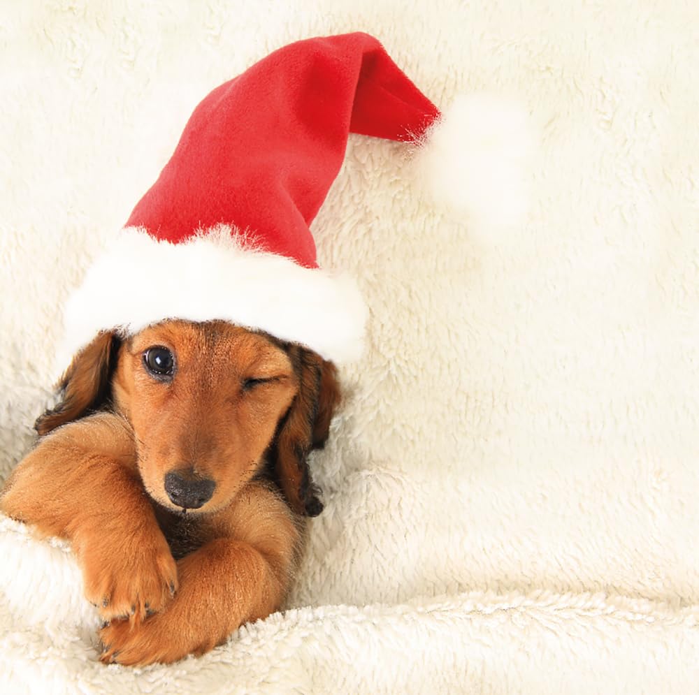 Dachshund Sausage Dog in Santa Hat Photographic 6 Charity Christmas Cards Pack