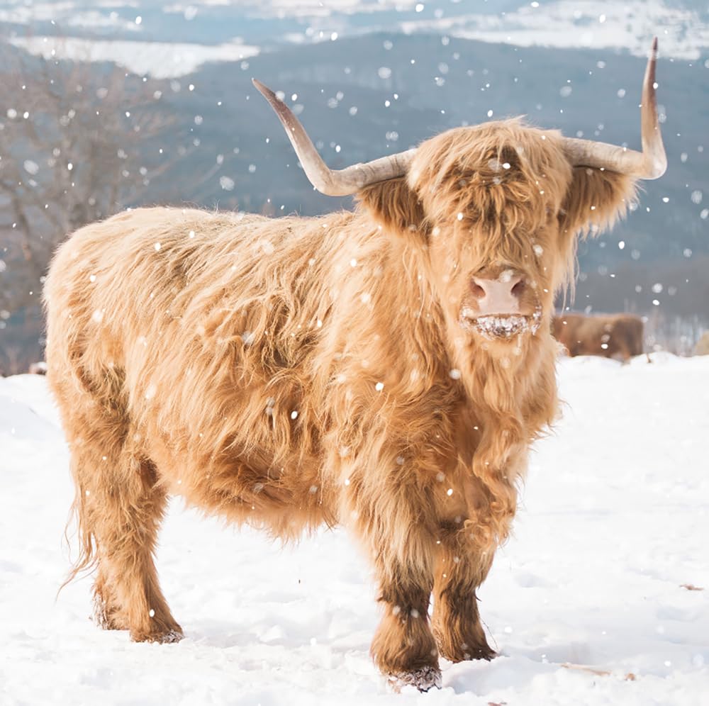 Highland Cow in Snow Photographic Pack of 6 Ling Design Charity Christmas Cards