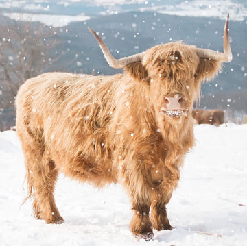 Highland Cow in Snow Photographic Pack of 6 Ling Design Charity Christmas Cards