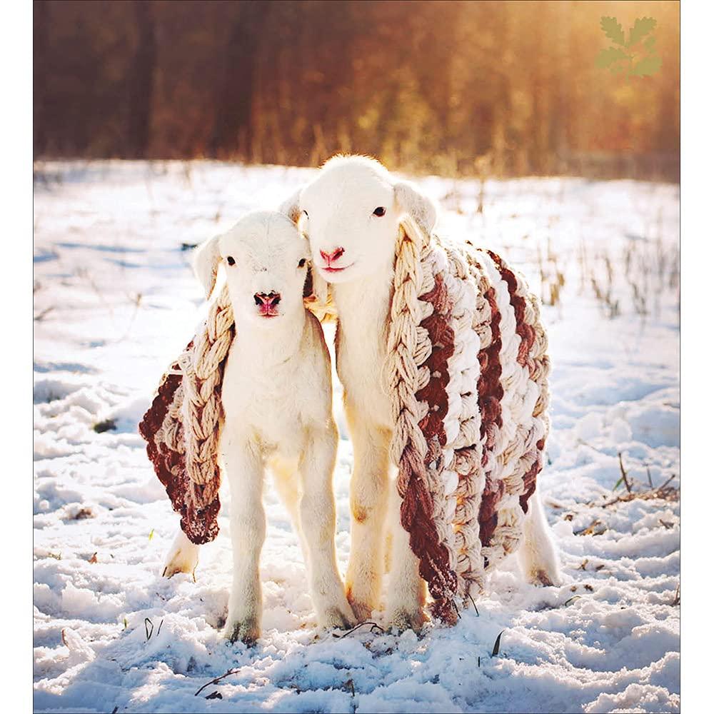 Lambs and Blanket in Snow Pack of 5 National Trust Charity Christmas Cards