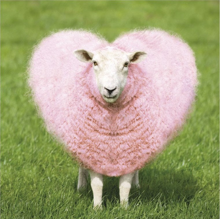 Woollen Pink Heart Sheep - Photographic Blank Greeting Card by Tracks Publishing C1494