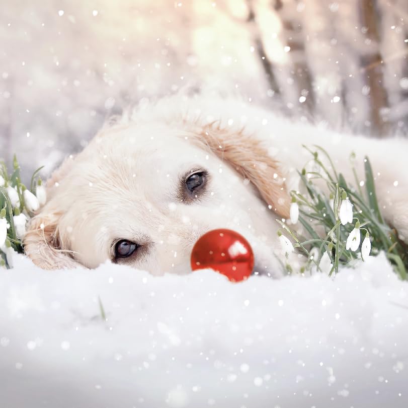 Lab Dog In Snowdrops Winter Photographic Art Charity Christmas 6 Cards Pack Eco