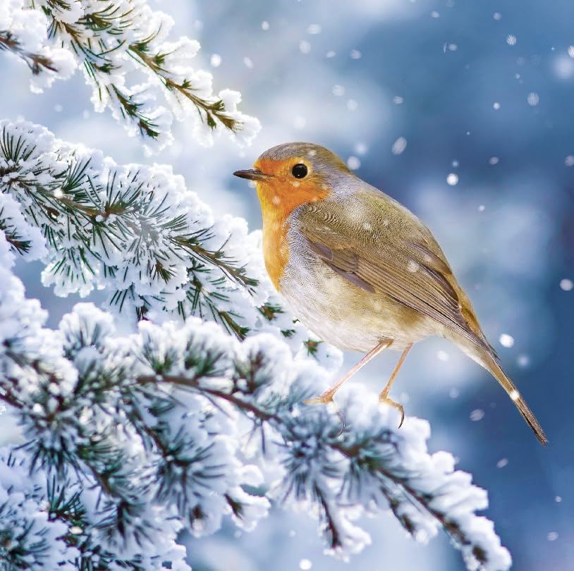 Robin On Snowy Branch Winter Photographic Art Charity Christmas 6 Cards Pack Eco