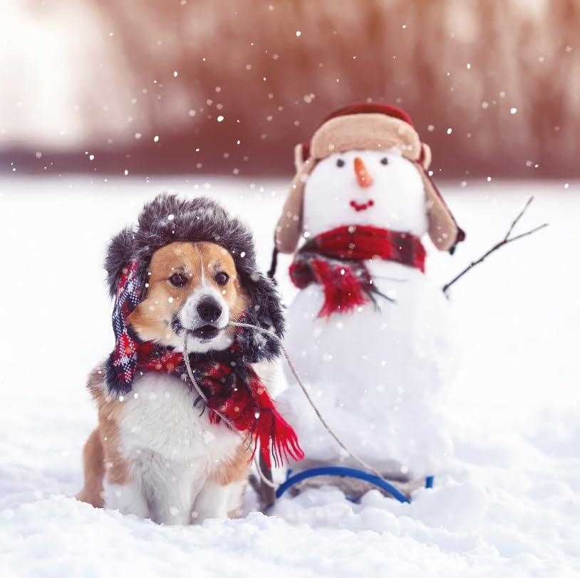 Dog and Snowman Winter Fun Photographic Art Charity Christmas 6 Cards Pack Eco