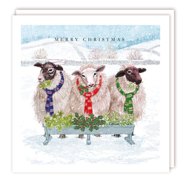 Sheep Trio in Woolly Scarves Premium Charity Christmas & New Year Cards 5 Pack