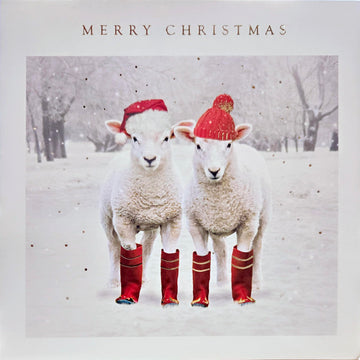Festive Sheep in Woolly Hats - Pack of 5 Photo Effect Charity Christmas Cards