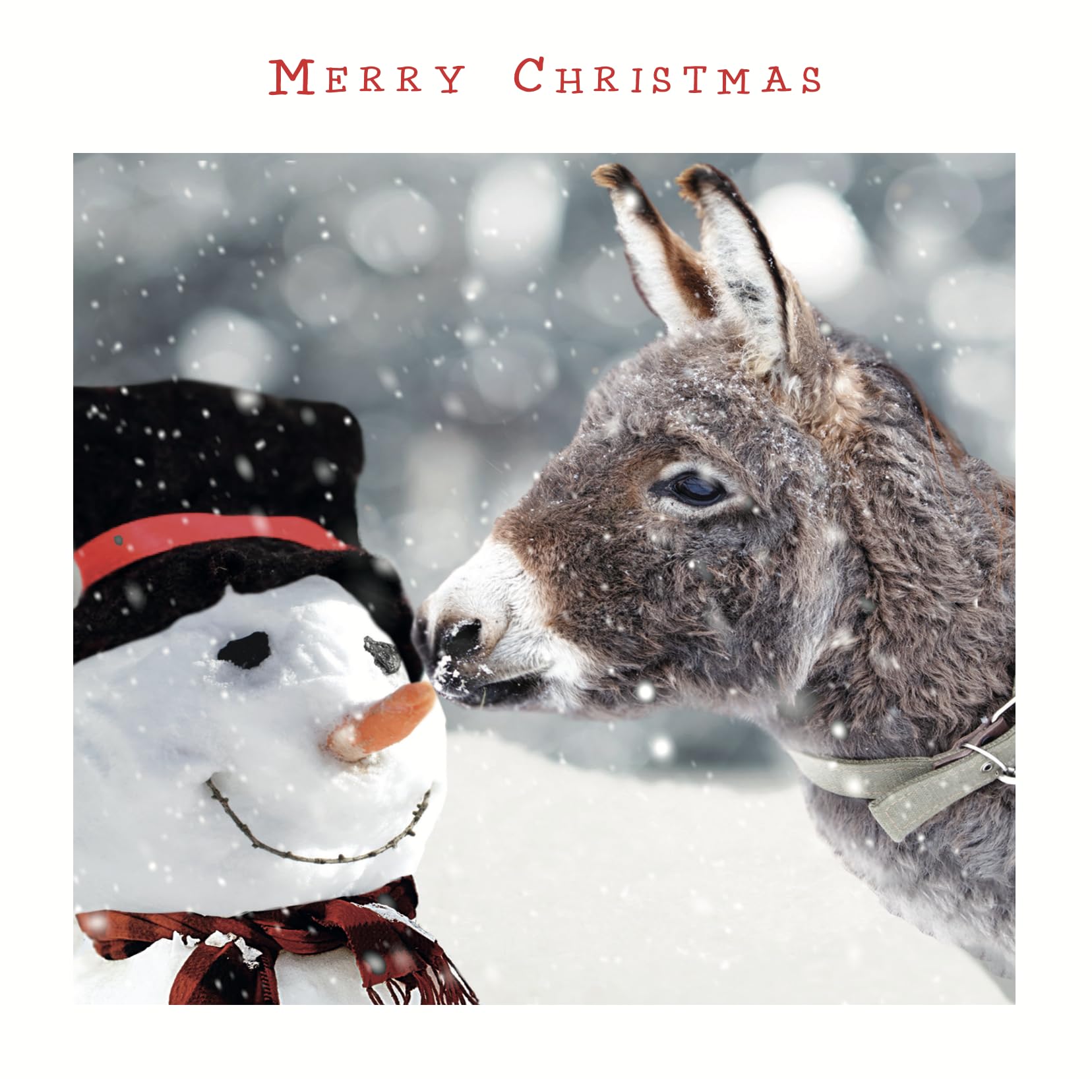 Festive Dressed Jolly Snowman & Donkey Photographic Charity Christmas 5 Card Pack - Red Foil Lettered Merry Christmas
