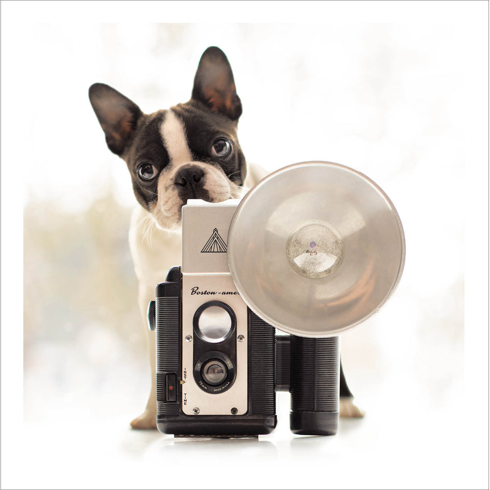 Iris The Shutterbug Boston Terrier Camera Photographer Blank Greeting Card - Loose Leashes