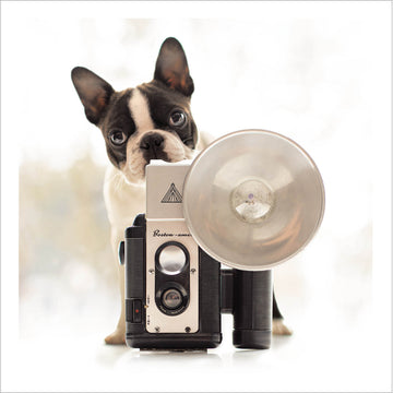 Iris The Shutterbug Boston Terrier Camera Photographer Blank Greeting Card - Loose Leashes