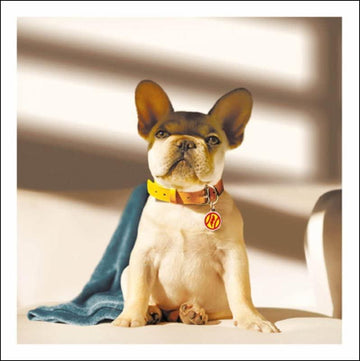 'Radar' The Super Dog Contemporary Photographic Blank Greeting Card - Eco-Friendly & Recyclable