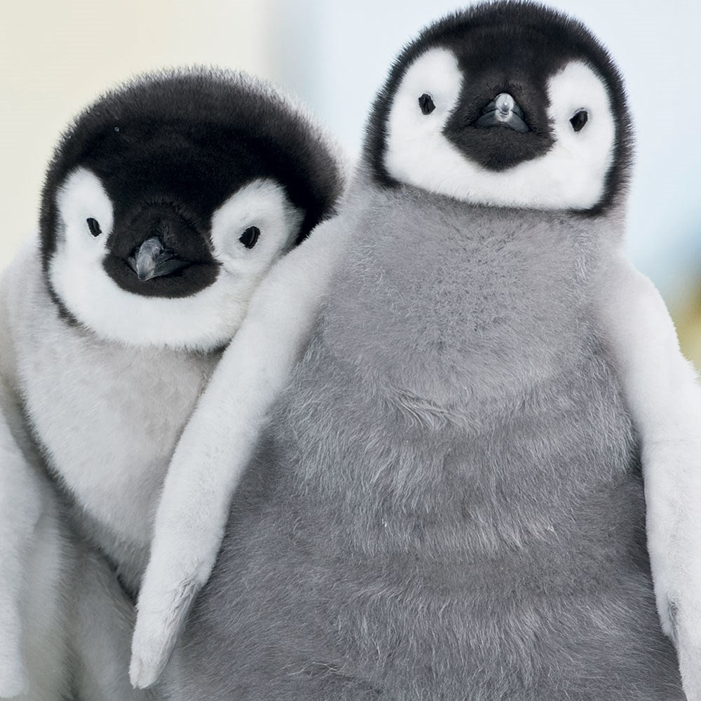 Side By Side Penguin Chicks Blank Photo Finish Greeting Card for Any Occasion - C1818