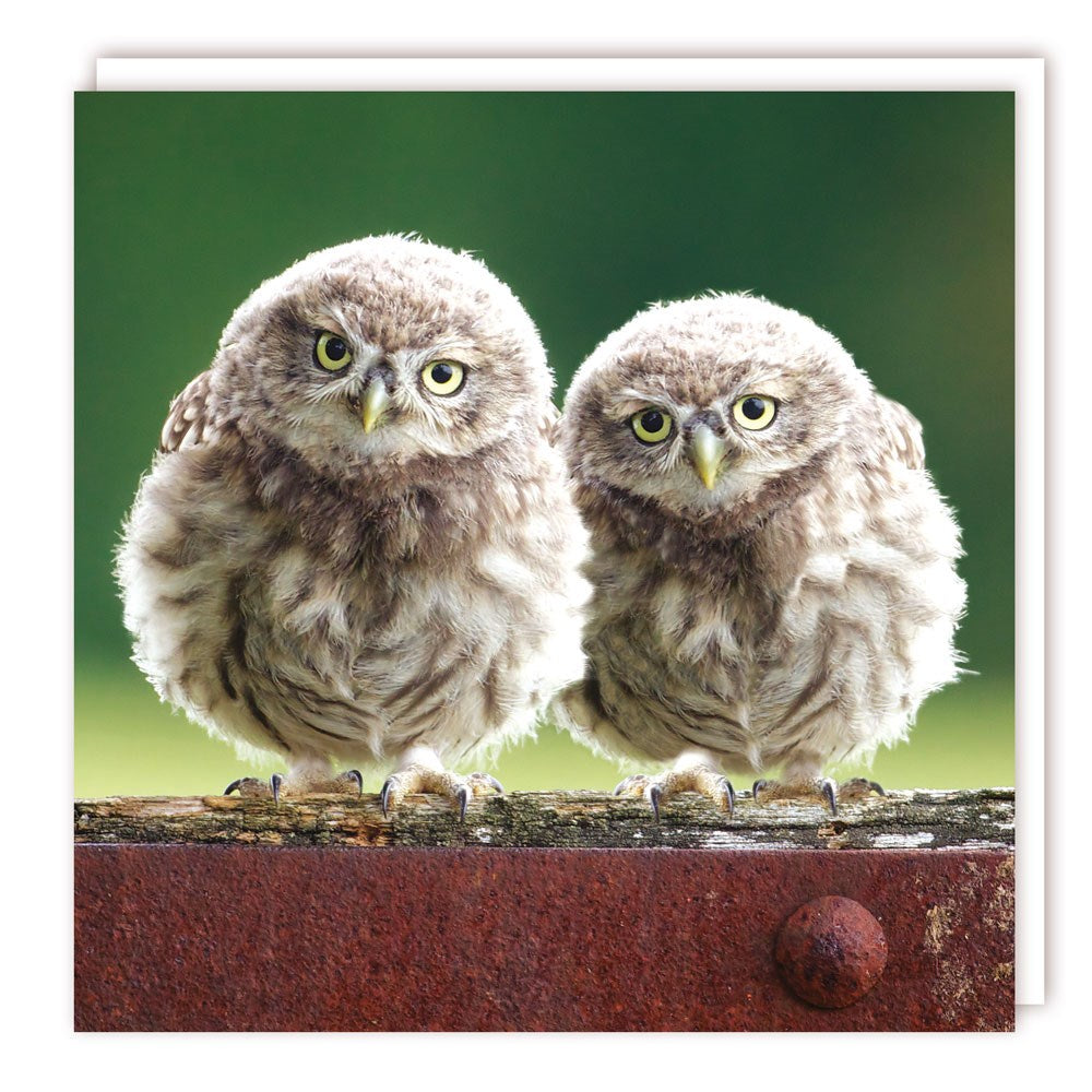 A Very Young Pair Of Little Owl Owlets Blank Greeting Card by Tracks Publishing