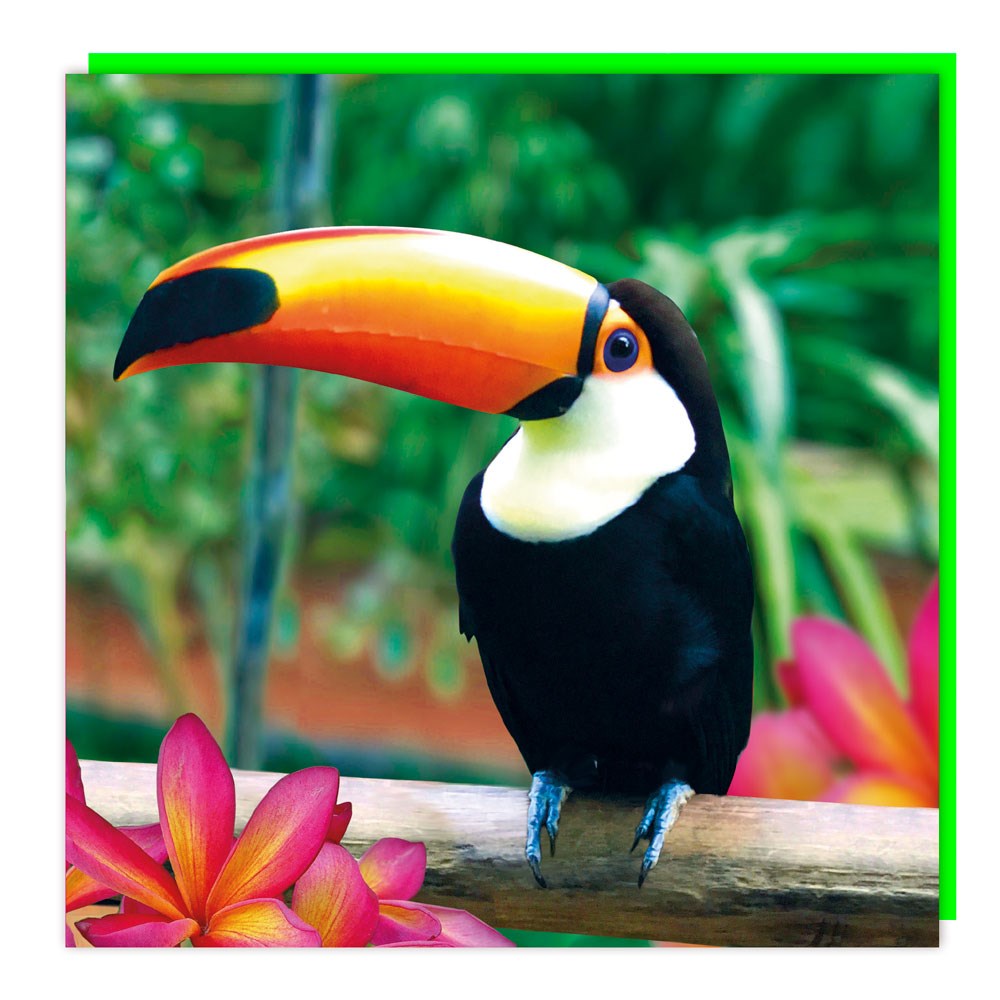 Toucan Lenticular 3D Holographic Greeting Card by Tracks Publishing