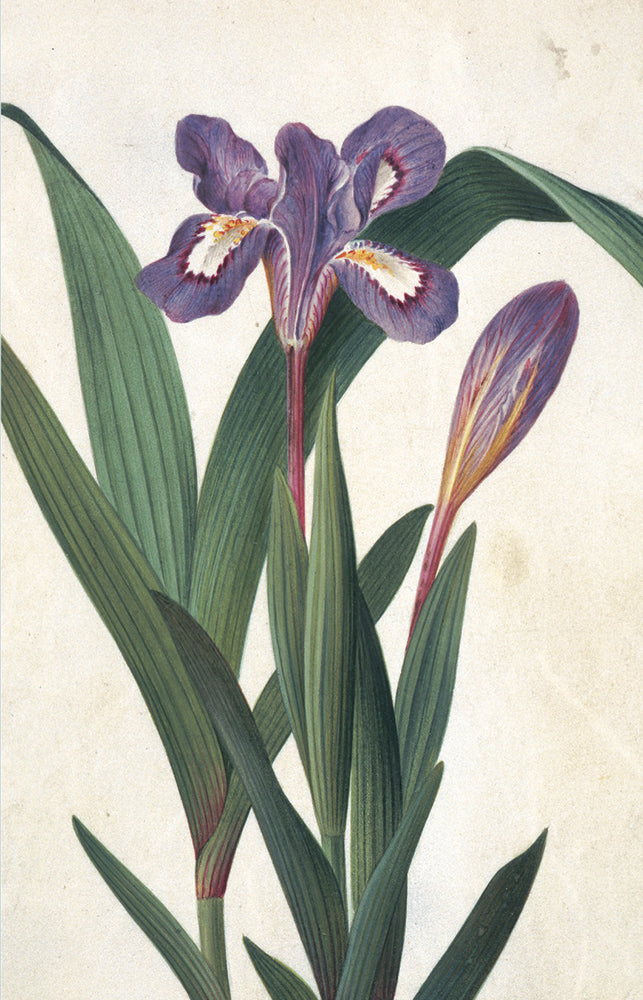 Irises Blank Notecard Pack by Fitzwilliam Museum (2 each of 5 designs)