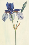 Irises Blank Notecard Pack by Fitzwilliam Museum (2 each of 5 designs)