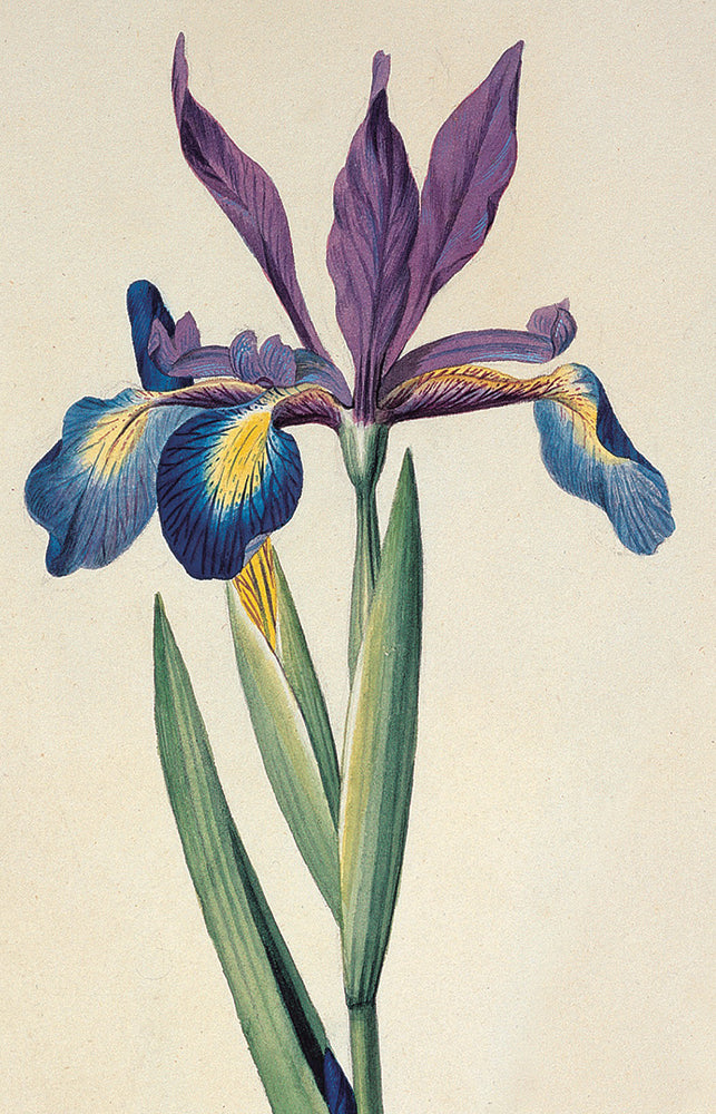 Irises Blank Notecard Pack by Fitzwilliam Museum (2 each of 5 designs)