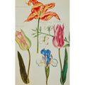 Fitzwilliam Museum Tulips - Broughton Collection - Pack of 10 Blank Notelets Greeting Cards (2 Each of 5 Designs)