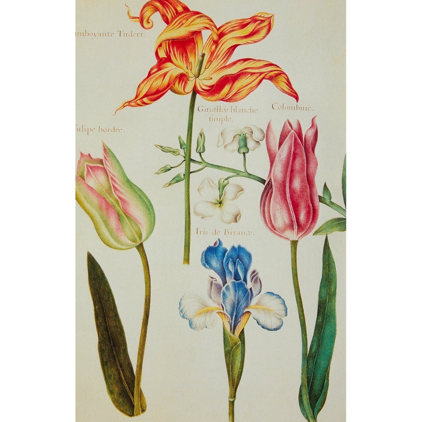 Fitzwilliam Museum Tulips - Broughton Collection - Pack of 10 Blank Notelets Greeting Cards (2 Each of 5 Designs)