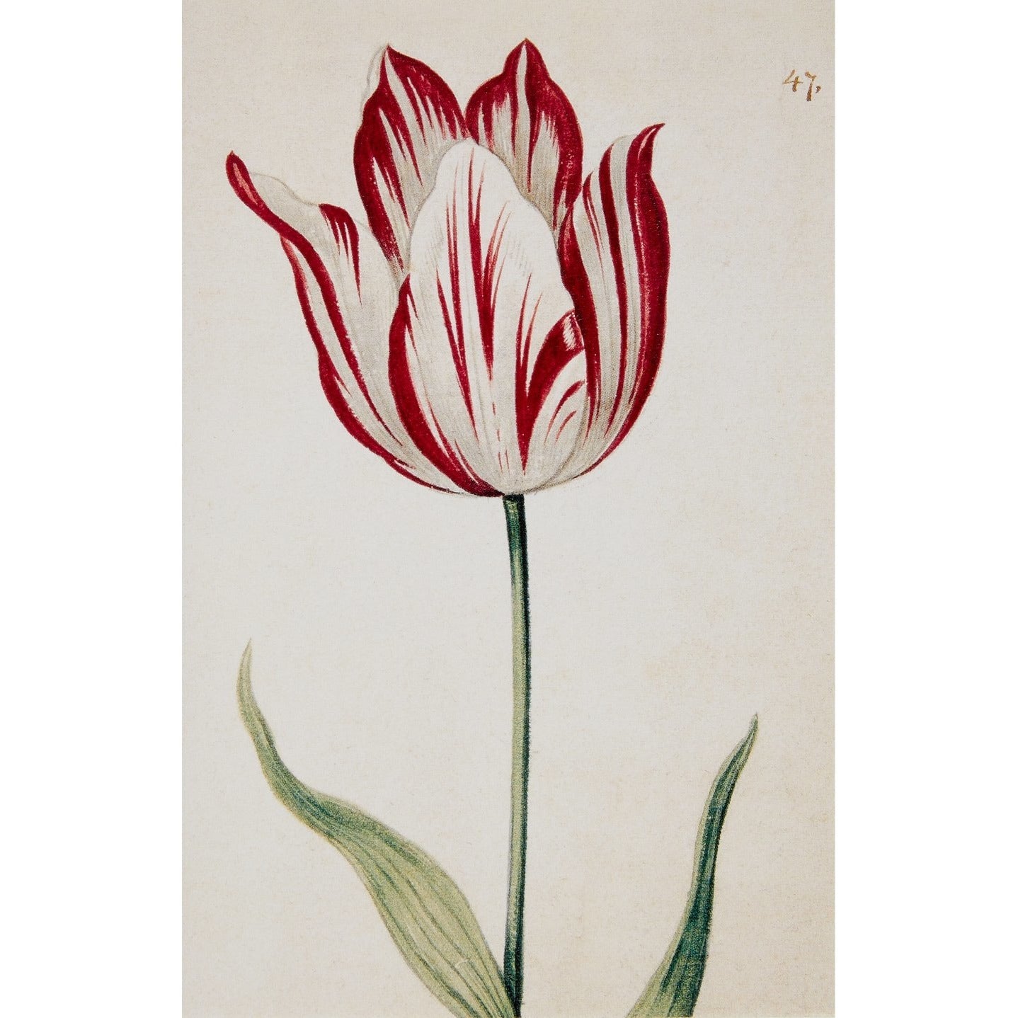 Fitzwilliam Museum Tulips - Broughton Collection - Pack of 10 Blank Notelets Greeting Cards (2 Each of 5 Designs)