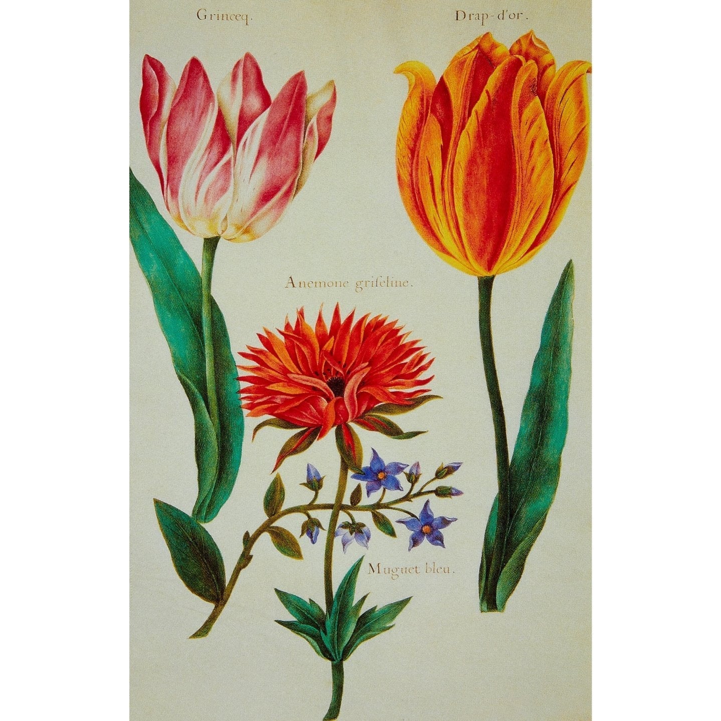 Fitzwilliam Museum Tulips - Broughton Collection - Pack of 10 Blank Notelets Greeting Cards (2 Each of 5 Designs)