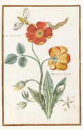 Botanical drawings of Nicolas Robert Blank Notecard Pack by Fitzwilliam Museum (2 each of 5 designs)