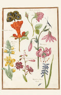 Botanical drawings of Nicolas Robert Blank Notecard Pack by Fitzwilliam Museum (2 each of 5 designs)