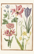 Botanical drawings of Nicolas Robert Blank Notecard Pack by Fitzwilliam Museum (2 each of 5 designs)