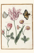 Botanical drawings of Nicolas Robert Blank Notecard Pack by Fitzwilliam Museum (2 each of 5 designs)