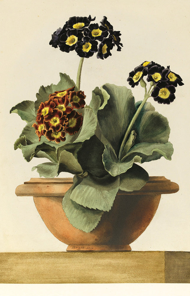 Auriculas Blank Notecard Pack by Fitzwilliam Museum (2 each of 5 designs)